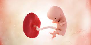 Maybe you would like to learn more about one of these? Informasi Lengkap Perkembangan Janin Dan Ibu Hamil Minggu Ke 11