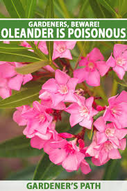 Image result for Sphaeropsis tumefaciens oleander symptoms