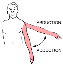 Adduction Definition Of Adduction By Medical Dictionary Human Anatomy And Physiology Anatomy Anatomy And Physiology