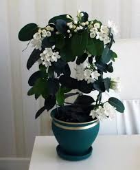 The kalanchoe is a beautiful flowering plant that needs to be watered frequently and prefers bright light. Beautify Your Home With Jasmine Plants In Pots Jasmine Plant Indoor Jasmine Plant Fragrant Plant