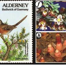 Image result for Agelanthus musozensis