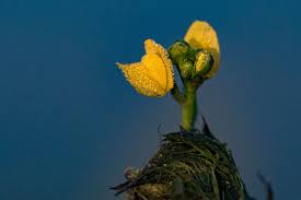 Image result for Utricularia stellaris