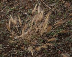 Image result for Aristida congesta