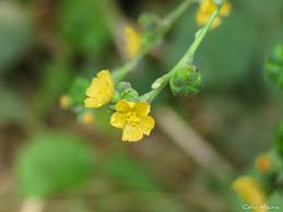 Image result for Wissadula