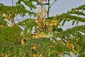 Image result for Caesalpinia cassioides