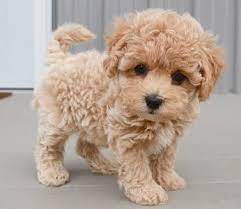 Pooton Cute Baby Dogs Cute Puppies Cute Dogs Breeds