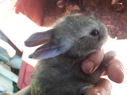 I have never seen a bunny this strong for so young! Baby Bunny At 2 Weeks Old I Determined They Are Half Wild Pennsylvania Rabbit Half Flemish Giant 100 Adorable Aww