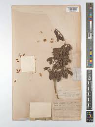 Image result for Hymenodictyon parvifolium