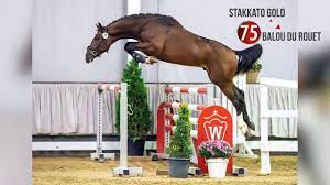 Hengst rocket star nach beinbruch erlöst. Westf Hauptkorung Reitpferdehengste 2020 75 Stakkato Gold Balou Du Rouet Ramiro Youtube
