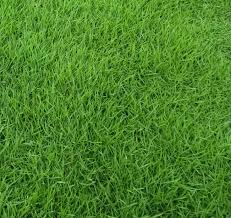 Jika seguni ada 14kg kira rm200 sahaja. China Bibit Rumput Bermuda Terbaik Untuk Dijual Kualitas Tinggi Bibit Rumput Bermuda Terbaik Untuk Dijual Di Bossgoo Com