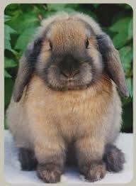 Rabbits available through the minnesota companion rabbit society are all homeless rabbits taken in through partnerships with local animal shelters and animal control facilities. 13 Mini Lop Rabbits Near Bangor Me Pet Bunny Mini Lop Rabbit Cute Animals