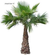Check spelling or type a new query. Mexican Fan Palm Washingtonia Robusta