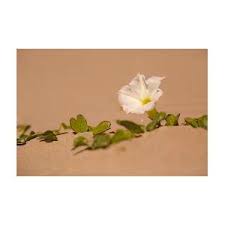 Image result for Ipomoea stolonifera