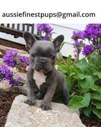 You will find french bulldog dogs for adoption and puppies for sale under the listings here. French Bulldog Puppies For Sale In Melbourne French Bulldog Puppies Bulldog Puppies For Sale French Bulldog