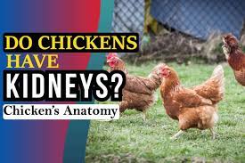 Do Chickens Have Kidneys Chicken S Anatomy The Freeman Online
