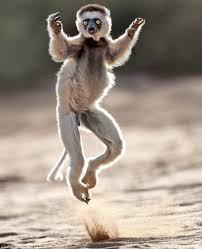 Light Footed Lemurs Dance In The Sands Of Madagascar Dancing Animals Baby Animals Funny Animals