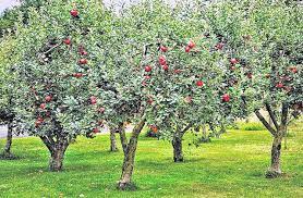 We did not find results for: Home Orchards Step By Step Portsmouth Daily Times