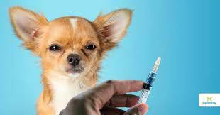To maintain the best protection against infectious diseases, revaccinations have proven very successful. Distemper Vaccine How Vets Get It Wrong Dogs Naturally