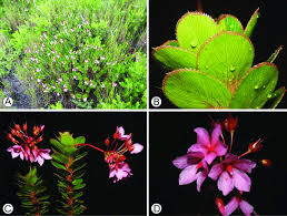 Image result for Sauvagesia