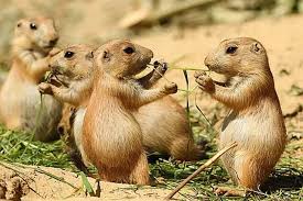 Image result for Cynomys gunnisoni obrázek