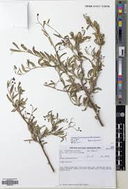 Image result for Sphenocleaceae