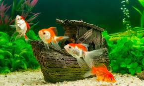 We did not find results for: Best Sunken Ship Aquarium Decorations Shipwreck Theme