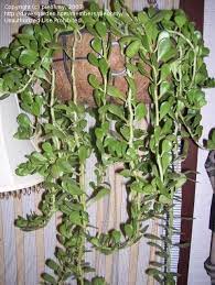 Plantfiles Pictures Weeping Jade Trailing Jade Vining Jade Senecio Jacobsenii 10 By Pieohmy Purple Plants Indoor Climbing Plants Jade Plants