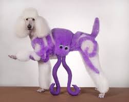 Strange Poodle Haircuts 12 Pics Curious Funny Photos Pictures Dog Haircuts Dog Grooming Poodle Haircut