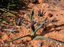 Image result for Ornithoglossum viride