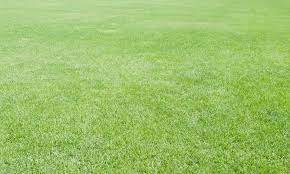 Pp55551214 Full Frame Green Grass Lawn Jpg 4288 2569 Lawn Centipede Grass Centipede Grass Seed