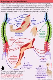 Myotomes Of The Spinal Cord Each Segmental Nerve Root