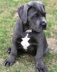 The puppies were born november 11, 2020 to parents of. Cane Corso Puppies For Sale Near Me Home Facebook