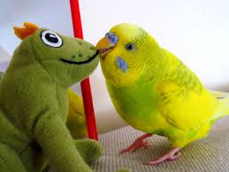 Welli Kusst Frosch Hihi Der Kleine Wicht Wunscht Sich Sehnlichst Ne Freundin Pet Birds Budgies Birds