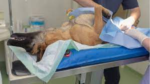 He may want to sleep more for the first day or two. What Happens When You Neuter A Dog Petplace