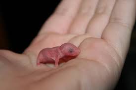 There are plenty of other formulas that you can give baby mice, however. I Found A Baby Mouse What Should I Do Pet Mice Blog Co Uk