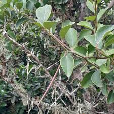 Image result for Scolopia zeyheri