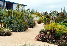 Mail order drought tolerant plants for city, coastal and country gardens. Water Wise Garden Australia Coastal Gardens Drought Tolerant Garden Waterwise Garden