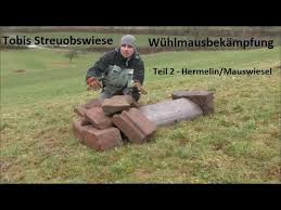 Ein willkommener jäger im heimischen garten. Wuhlmausbekampfung Teil 2 Mauswiesel Hermelin Youtube