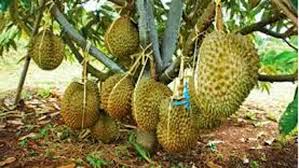 Cara menanam durian jenis musang king tidak sulit, anda hanya perlu memindahkan bibitnya ke dalam lubang tanam saja. Jual Bibit Durian Musang King Kaki 3 Tiga Samudrabibit Com