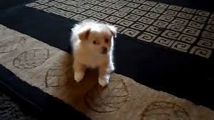 Under its coat, the pomeranian is somewhat similar in appearance to the chihuahua. Pomeranian Chihuahua Mix 8 Weeks Old Youtube