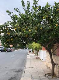 What's even better is that your lemon tree can bear fruit for you to use in your cooking and cocktails. Lemon Tree With Green And Yellow Lemons Growing In The Street Stock Photo 56505c36 65db 4981 940a 4a861243f655