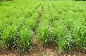 Space plants 24 inches apart. Essential Oil Distributors Essential Oil Lemongrass Ventos Aromatherapy