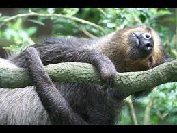 Here We Have Top 10 Laziest Animal Species In The World That Will Make You Fun More About That Http Ift Tt 2uq5ojs Lazy Animals Cute Animals Images Sloth