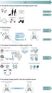 As of midnight on sunday there were 53 people in hospital with the disease, of whom 13 are in. The Known Unknowns Of T Cell Immunity To Covid 19 Science Immunology