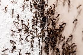 Ant infestation near wood and wall edges