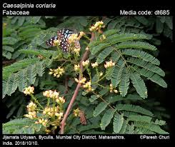 Image result for Libidibia coriaria