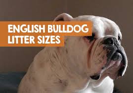 Lifelike soft stuffed english bulldog puppies plush toy for sale plush toy for kids details type: How Many Puppies Do English Bulldogs Have Average Litter Size