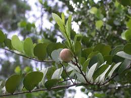 Image result for Chrysobalanaceae