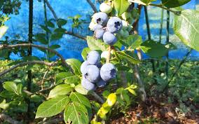 ﾘﾍﾞｲﾙの栽培日記 - FC2