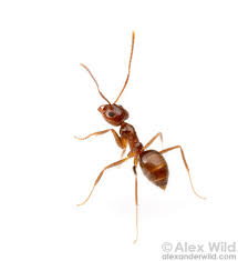 Image result for Lannea fulva